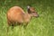 Red Forest Duiker Antelope on grass