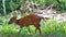 Red forest duiker at Cape Vidal