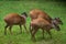 Red forest duiker (Cephalophus natalensis).