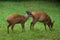 Red forest duiker (Cephalophus natalensis).