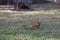 red forest duiker on zoo