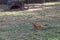 red forest duiker on zoo