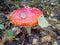 Red forest mushroom with a leaf, poisonous mushroom, fly agaric, round mushroom, autumn dry leaves
