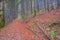 Red forest path autumn scene