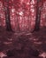 Red forest with strange stone road