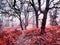 Red forest whispering in fog