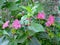 Red four o`clock flower Mirabilis Jalapa