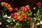 Red four-petalled and terry Kalanchoe. Beautiful flowering houseplant, succulent