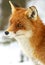 Red fox