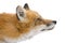 Red fox (4 years)- Vulpes vulpes