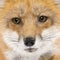 Red fox (4 years)- Vulpes vulpes