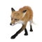 Red fox (4 years)- Vulpes vulpes