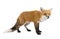 Red fox (4 years)- Vulpes vulpes