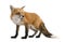 Red fox (4 years)- Vulpes vulpes