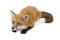 Red fox (4 years)- Vulpes vulpes