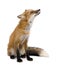 Red fox (4 years)- Vulpes vulpes