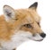 Red fox (4 years)- Vulpes vulpes