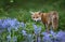 Red fox amongst bluebells in spring
