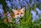 Red fox amongst bluebells in spring