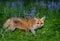 Red fox amongst bluebells in spring