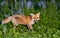 Red fox amongst bluebells in spring