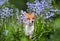 Red fox amongst bluebells in spring