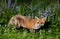 Red fox amongst bluebells in spring