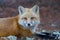 Red fox in autumn in Algonquin Park