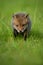 Red fox baby crawls in the grass