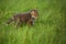 Red fox baby crawls in the grass