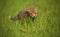 Red fox baby crawls in the grass