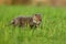 Red fox baby crawls in the grass