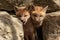 Red Fox Baby Kit at Den Site