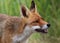 Red Fox Baring Teeth