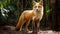 Red Fox In Brazilian Zoo: Symbolic Tropical Beauty With Ethical Concerns