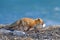 Red Fox, with catch bird and rubbish plastic bottle. Wildlife scene from nature. Cold winter with beautiful fox. Orange fur coat a