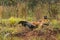 Red Fox Chases Silver (Vulpes vulpes)