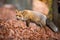 Red fox chewing with open mouth in autumn forest among fallen orange leaves.