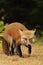 Red fox chewing on pine needles