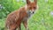 Red fox close up