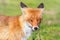 Red Fox Close up Portrait Vulpes vulpes