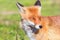 Red Fox Close up Portrait Vulpes vulpes