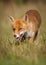 Red fox closeup