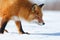 Red fox. Closeup portraits of a fox walking on a snow-covered tundra