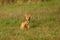 Red fox, common fox (Vulpes vulpes)