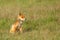 Red fox, common fox (Vulpes vulpes)
