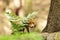 Red fox crouched under the fern in forest in summer - Vulpes Vulpes