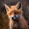 Red fox cub in meadow, vulpes vulpes, Small young cub in forest