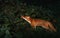 Red fox cub smelling rowan berries in late summer