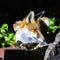 Red fox cub, vulpes vulpes, crouched on a garden wall. This is a young pup venturing into a city garden at night. Foxes are